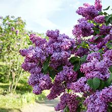 Сирень: самые популярные сорта