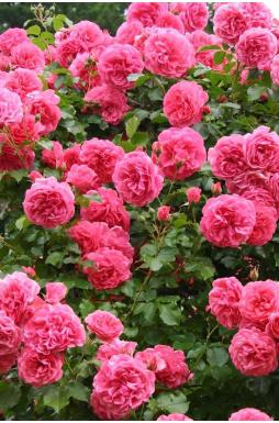 Роза плетистая Розариум Ютерзен (Rosarium Uetersen)