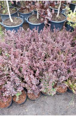 Барбарис тунберга Атропурпуреа (Atropurpurea)