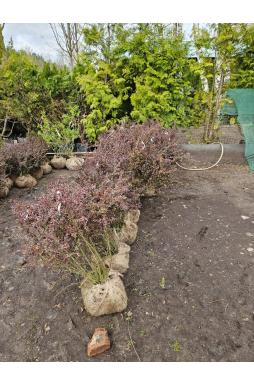 Барбарис тунберга Атропурпуреа (Atropurpurea)