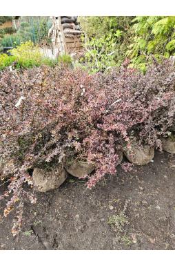 Барбарис тунберга Атропурпуреа (Atropurpurea)