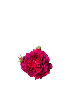 Роза английская Вильям Шекспир (William Shakespeare 2000)