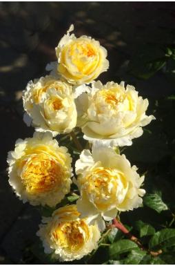 Роза английская Беатрис (Beatrice)