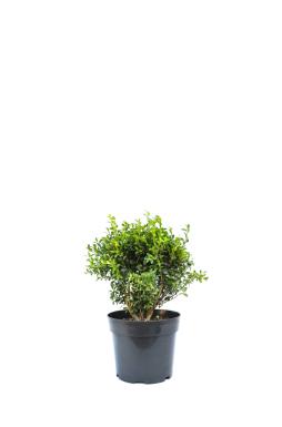Самшит вечнозеленый (Evergreen)