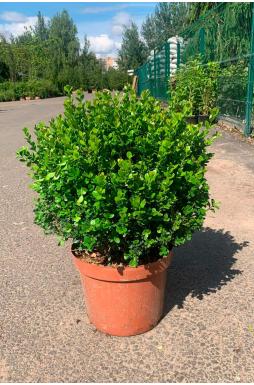 Самшит вечнозеленый (Evergreen)