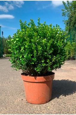 Самшит вечнозеленый (Evergreen)