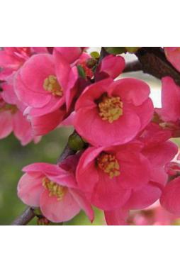 Айва красивая Пинк Квин (Pink Queen)