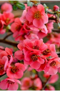 Айва красивая Пинк Квин (Pink Queen)