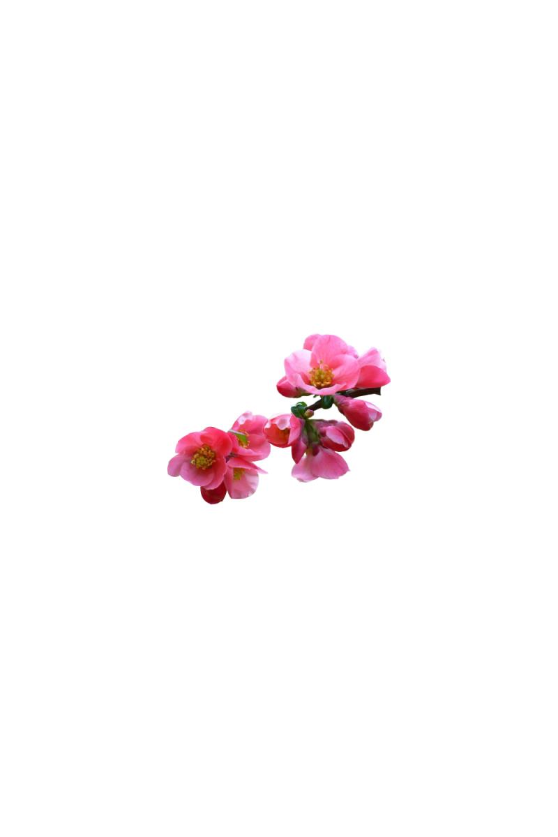 Айва красивая Пинк Квин (Pink Queen)