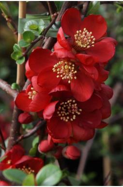 Айва великолепная Елли Моссел (Elly Mossel)
