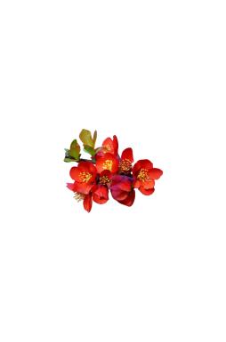 Айва красивая Рубра (Rubra)