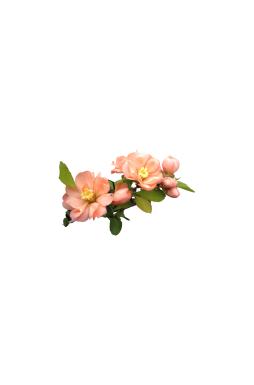 Айва красивая Гейша Гёл (Geisha Gel)