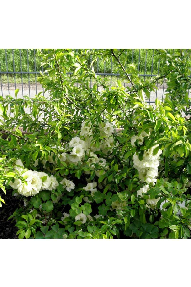 Айва красивая Юкиготен (Yukigoten) Айва красивая Юкиготен (Yukigoten)