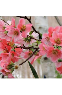 Айва превосходная Пинк Трейл (Pink Trail)