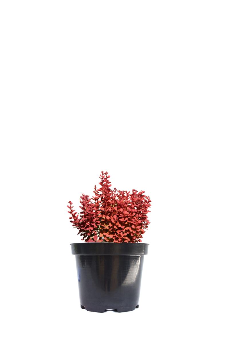 Барбарис Тунберга Корал (Coral)