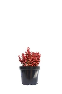 Барбарис Тунберга Корал (Coral)