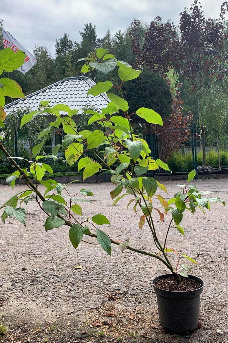 Дерен белый Сибирика (Sibirica)