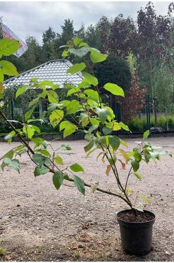 Дерен белый Сибирика (Sibirica)