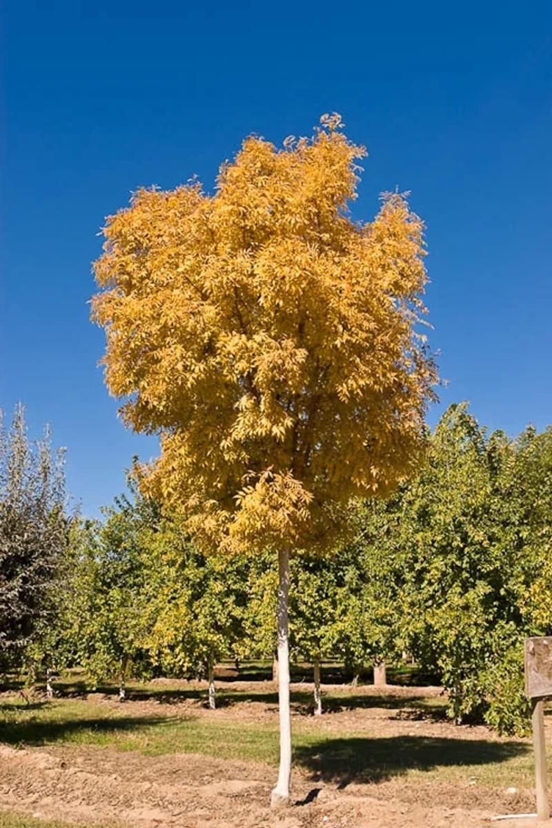 Берёза повислая Голден Клауд (Golden Cloud)