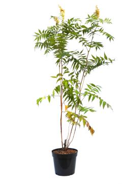 Рябинник рябинолистный (Sorbifolia)
