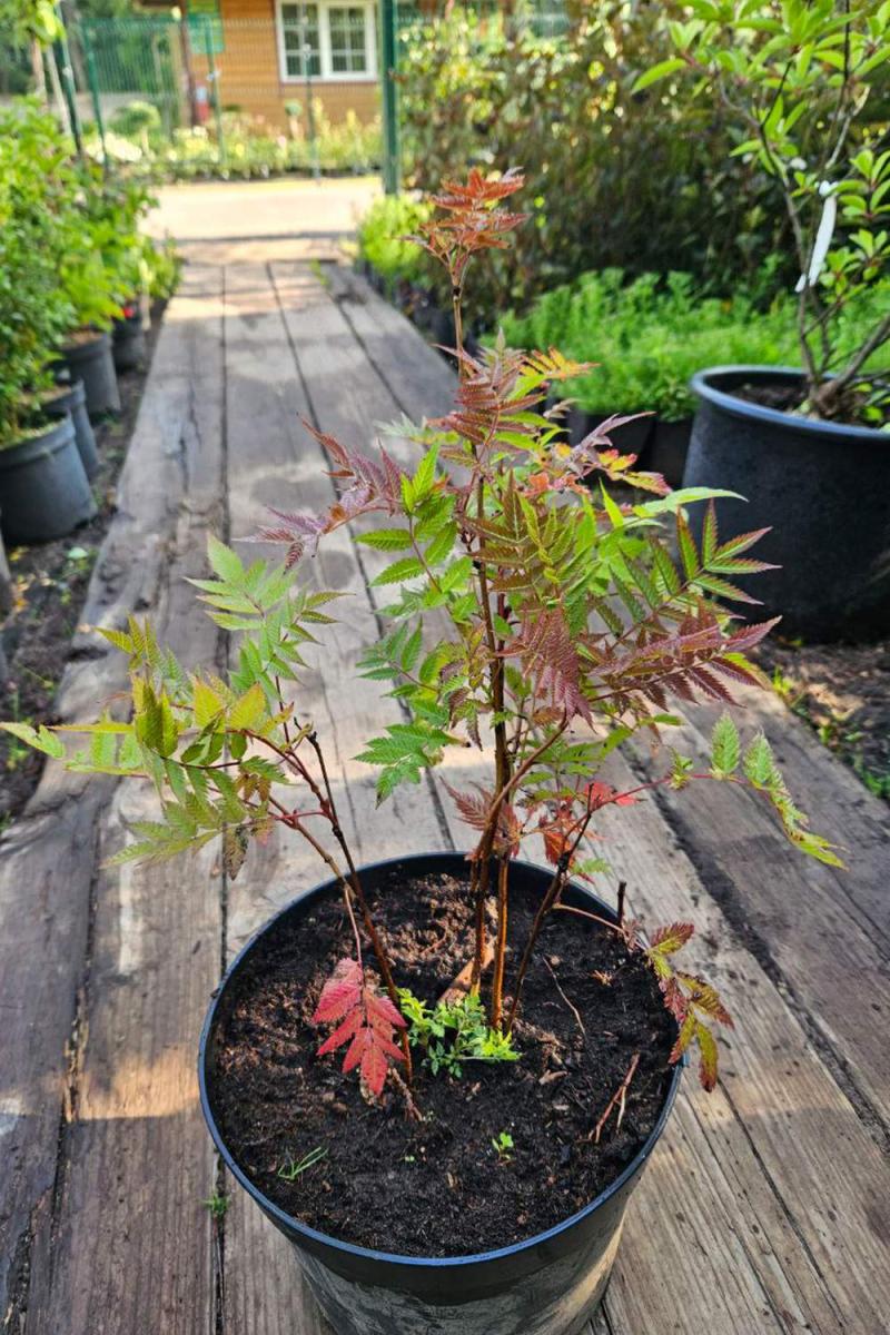 Рябинник рябинолистный (Sorbifolia)