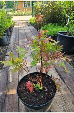 Рябинник рябинолистный (Sorbifolia)