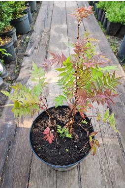 Рябинник рябинолистный (Sorbifolia)
