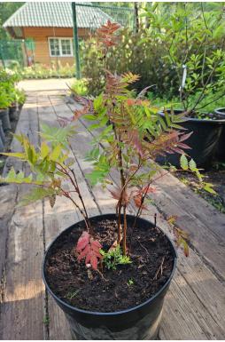 Рябинник рябинолистный (Sorbifolia)