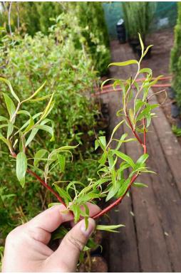 Ива Вьющаяся Эритрофлексуоза (Erythroflexuosa)