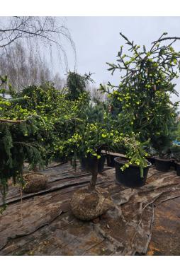 Ель обыкновенная Акрокона (Acrocona)