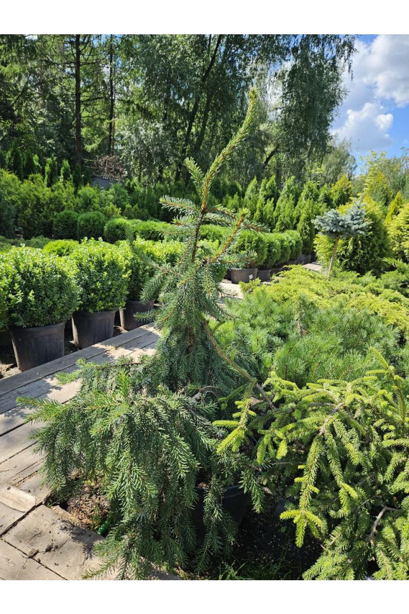 Ель сербская Пендула Брунс (Pendula Bruns)