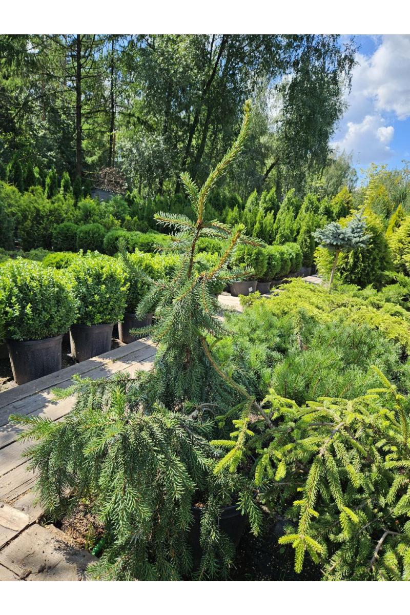 Ель сербская Пендула Брунс (Pendula Bruns)