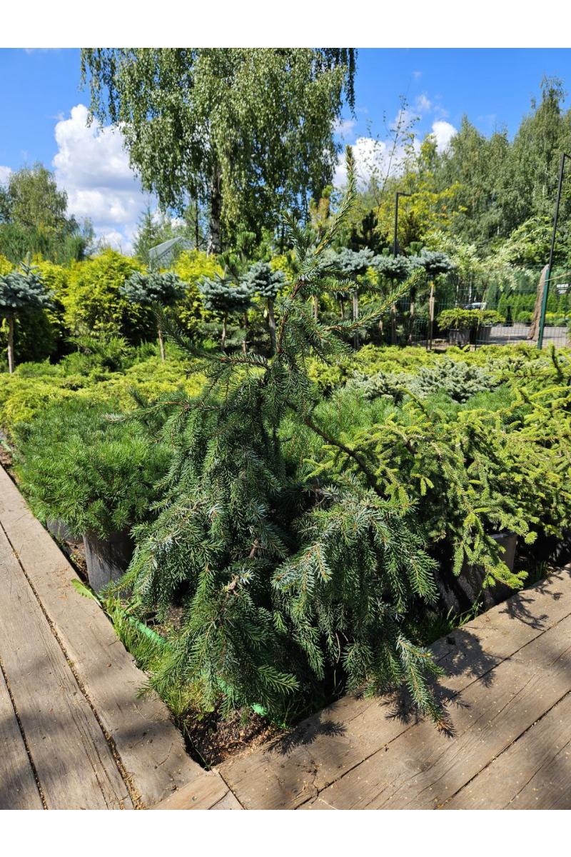 Ель сербская Пендула Брунс (Pendula Bruns)