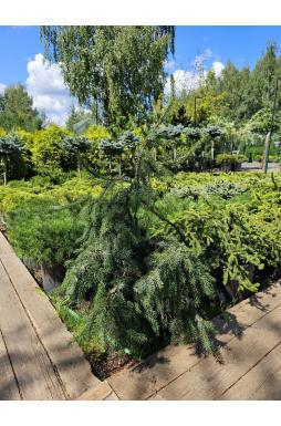 Ель сербская Пендула Брунс (Pendula Bruns)