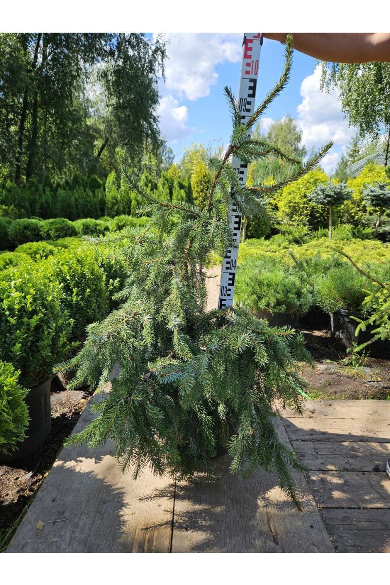 Ель сербская Пендула Брунс (Pendula Bruns)
