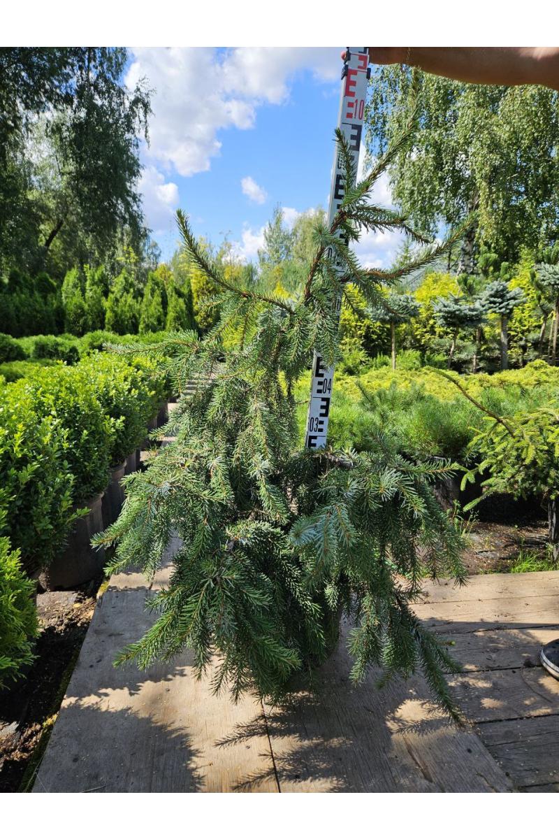Ель сербская Пендула Брунс (Pendula Bruns)