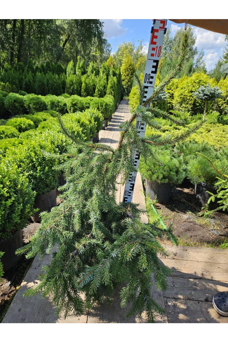 Ель сербская Пендула Брунс (Pendula Bruns)