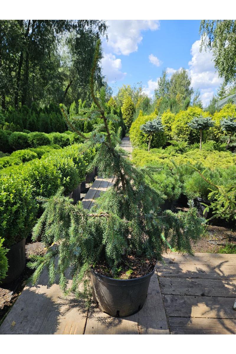 Ель сербская Пендула Брунс (Pendula Bruns)