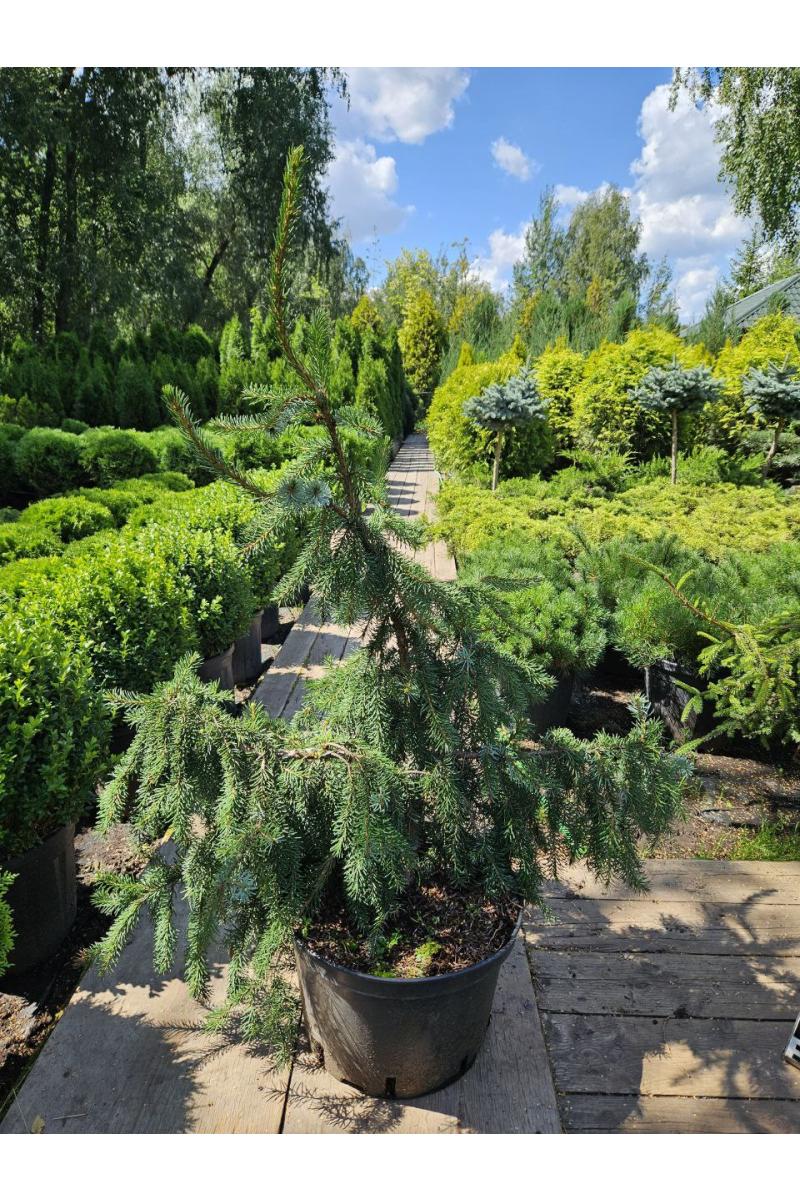 Ель сербская Пендула Брунс (Pendula Bruns)