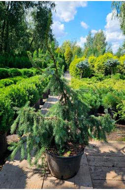 Ель сербская Пендула Брунс (Pendula Bruns)