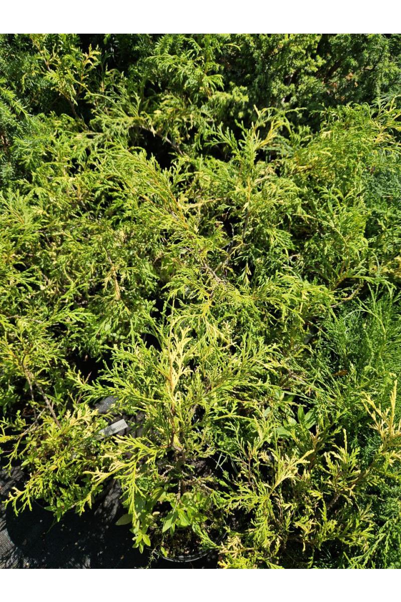 Кипарисовик горохоплодный Филифера Ауреоварьегата (Filifera Aureovariegata) Кипарисовик горохоплодный Филифера Ауреоварьегата (Filifera Aureovariegata)