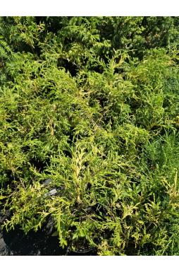 Кипарисовик горохоплодный Филифера Ауреоварьегата (Filifera Aureovariegata)
