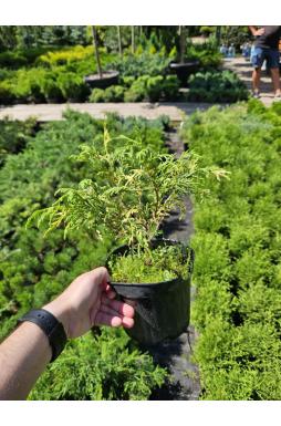 Кипарисовик горохоплодный Филифера Ауреоварьегата (Filifera Aureovariegata)