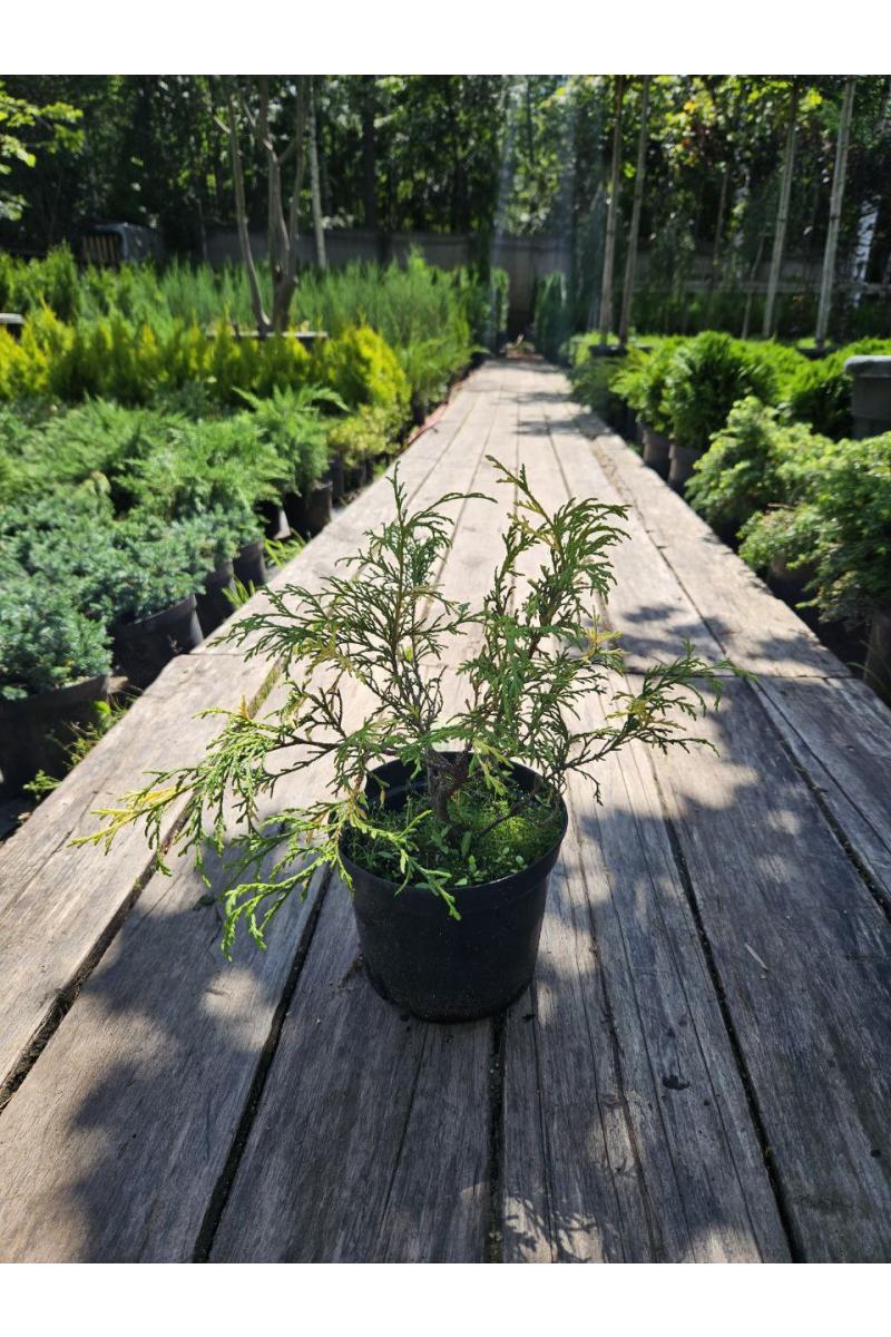 Кипарисовик горохоплодный Филифера Ауреоварьегата (Filifera Aureovariegata)