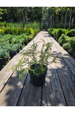 Кипарисовик горохоплодный Филифера Ауреоварьегата (Filifera Aureovariegata)