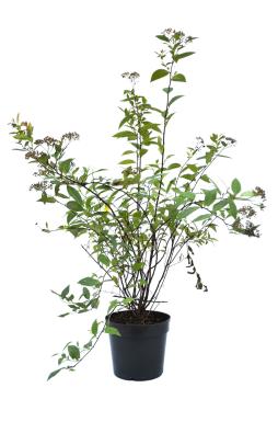 Спирея японская Фробели (Froebelii)