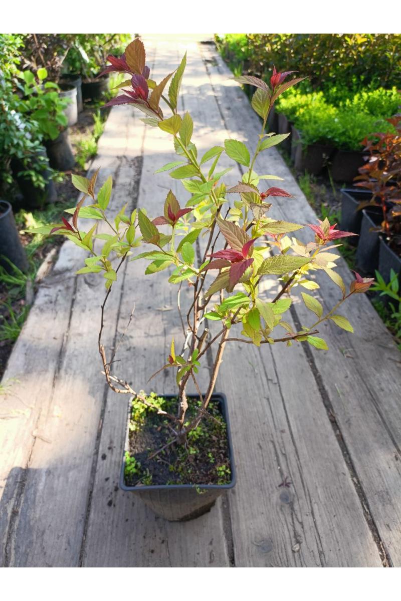 Спирея японская Фробели (Froebelii) Спирея японская Фробели (Froebelii)