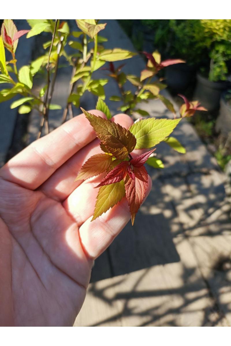 Спирея японская Фробели (Froebelii) Спирея японская Фробели (Froebelii)