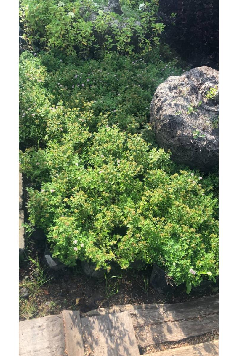 Спирея японская Грин Карпет (Green Carpet)
