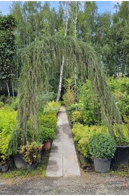 Арка лиственница